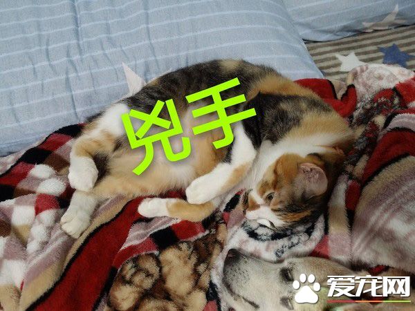 汪星人被喵大人吐了满脸求救 主人傻眼笑喷