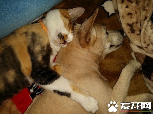 汪星人被喵大人吐了满脸求救 主人傻眼笑喷