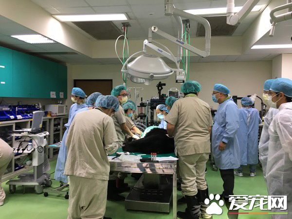 母熊牙疼无法吞食 两次求救幸被研究人员发现!