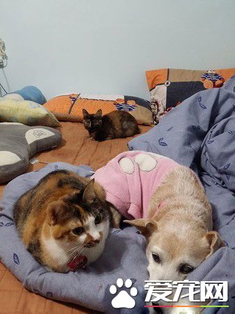 汪星人被喵大人吐了满脸求救 主人傻眼笑喷