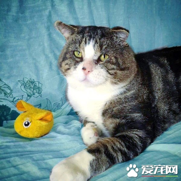 加拿大街猫帕杜被诱捕 成爱撒娇的傻大个家猫