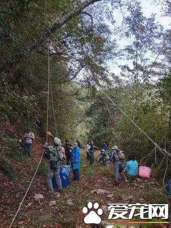 母熊牙疼无法吞食 两次求救幸被研究人员发现!