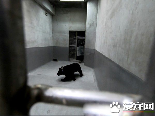 母熊牙疼无法吞食 两次求救幸被研究人员发现!