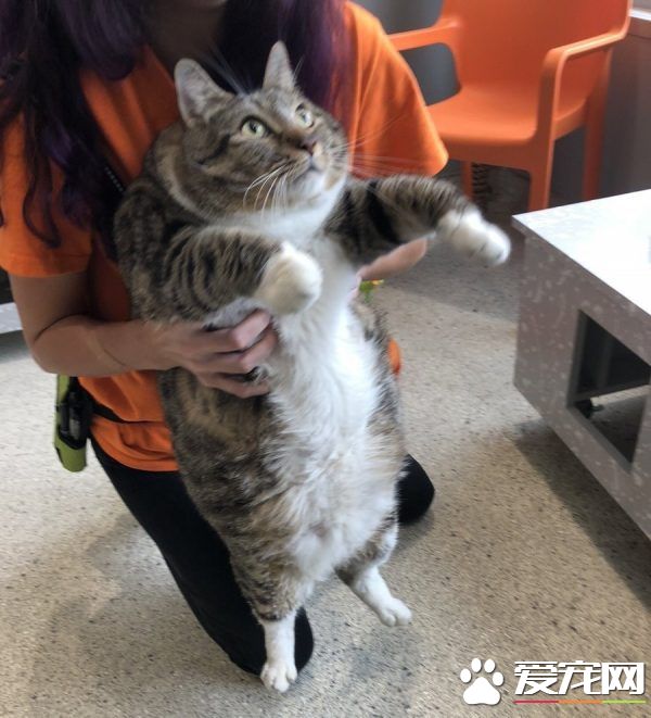 甜甜圈过重被弃养 跟随新主人向健康路迈进