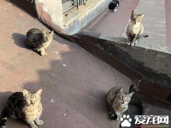 俄罗斯派来卧底的?历史性合照焦点被喵星人吸走