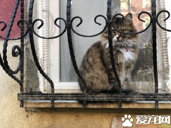 俄罗斯派来卧底的?历史性合照焦点被喵星人吸走