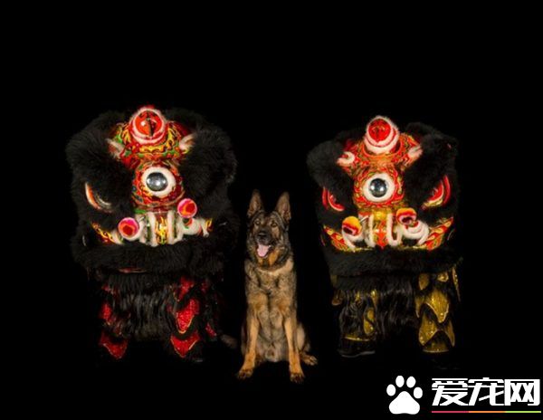 硬汉狠角色路线 警犬们的硬汉魅力迷倒大家