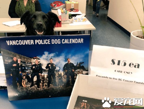 硬汉狠角色路线 警犬们的硬汉魅力迷倒大家