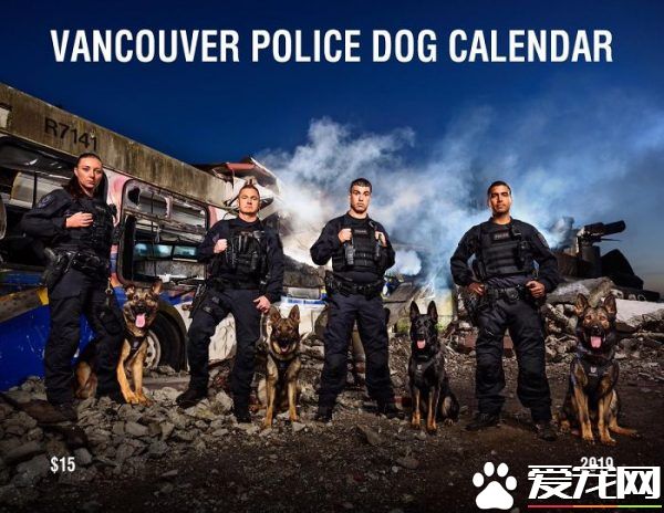 硬汉狠角色路线 警犬们的硬汉魅力迷倒大家