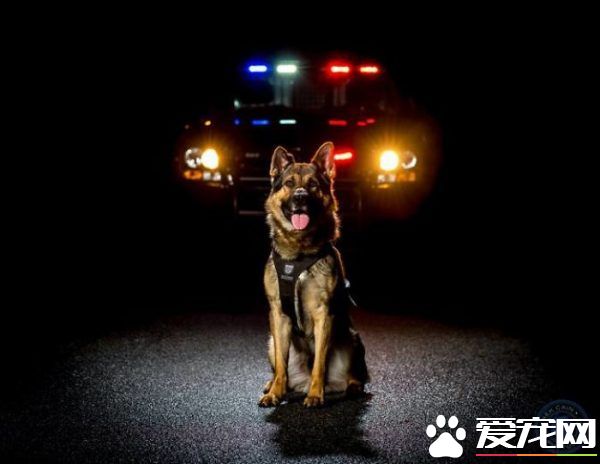 硬汉狠角色路线 警犬们的硬汉魅力迷倒大家