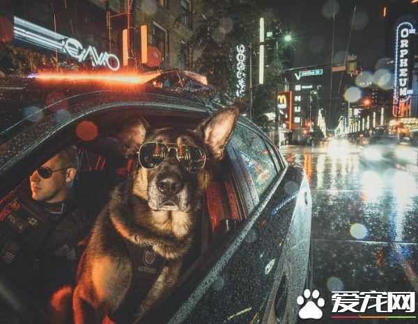 硬汉狠角色路线 警犬们的硬汉魅力迷倒大家