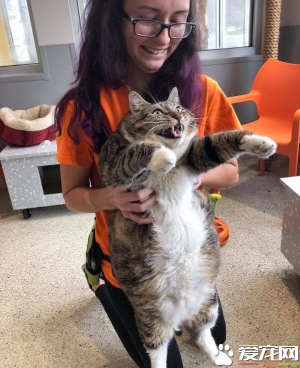 甜甜圈过重被弃养 跟随新主人向健康路迈进