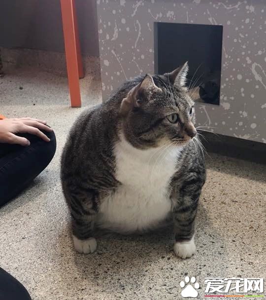 甜甜圈过重被弃养 跟随新主人向健康路迈进