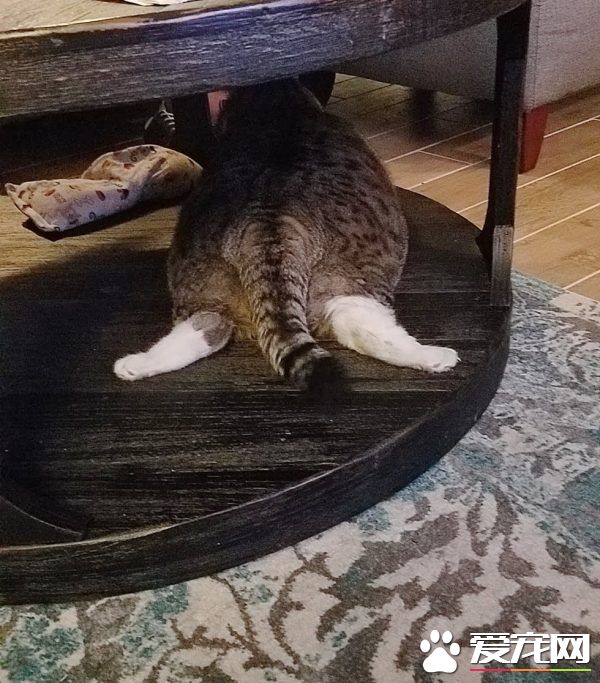 甜甜圈过重被弃养 跟随新主人向健康路迈进