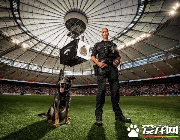 硬汉狠角色路线 警犬们的硬汉魅力迷倒大家