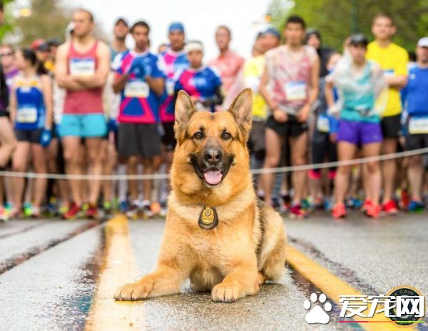 硬汉狠角色路线 警犬们的硬汉魅力迷倒大家