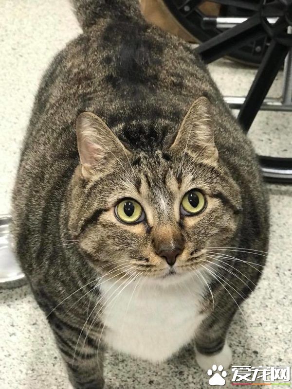 甜甜圈过重被弃养 跟随新主人向健康路迈进