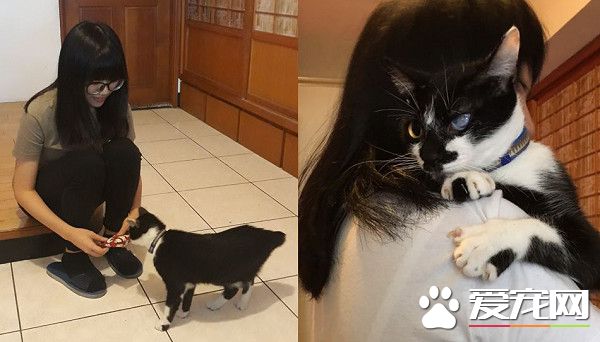 爱蹭讨摸的独眼猫 亲人性格成动物之家的迎宾猫