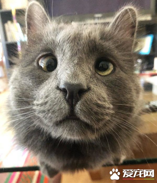 长相逗趣蓝猫被收养后 变身超爱主人的跟屁虫