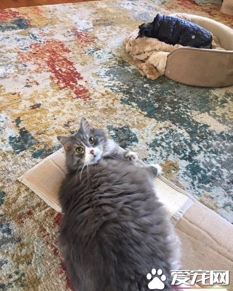 资深副总裁失业 11岁猫咪被好心夫妻收养