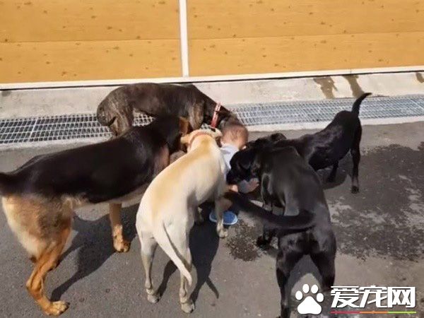 超温馨画面！萌宝跌倒引六只汪汪安慰呼呼