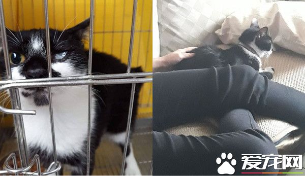 爱蹭讨摸的独眼猫 亲人性格成动物之家的迎宾猫