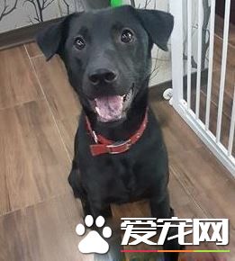 爱需要采取行动 希望大家能以领养代替购买