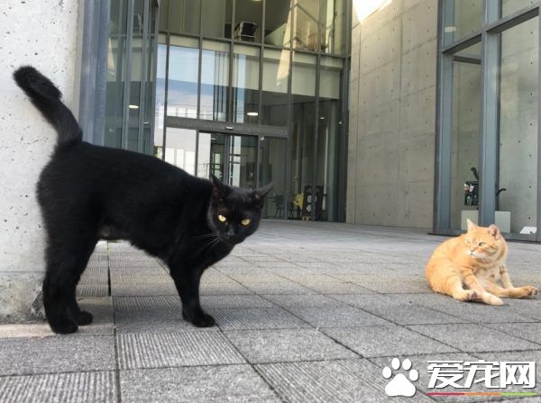 喵星人想进美术馆 和保全的攻防互动在网络上爆红