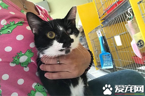 爱蹭讨摸的独眼猫 亲人性格成动物之家的迎宾猫