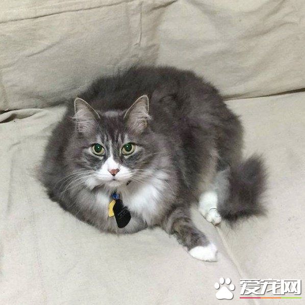 资深副总裁失业 11岁猫咪被好心夫妻收养