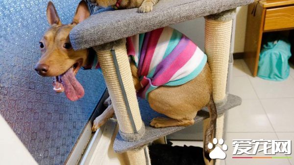 温暖！治愈犬和爱人猫的大家庭 有故事的一狗三猫