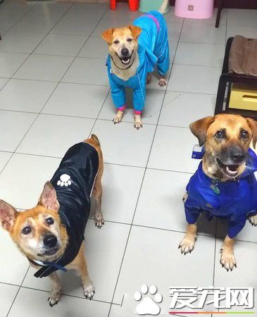 这爸爸是不是有2个人格? 爸爸对狗和女儿的差别对话