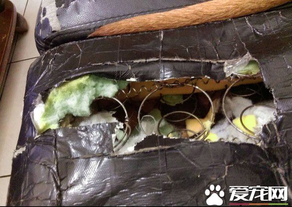 个性亲人亲狗又活泼的狗狗 长大后意外和牛撞型