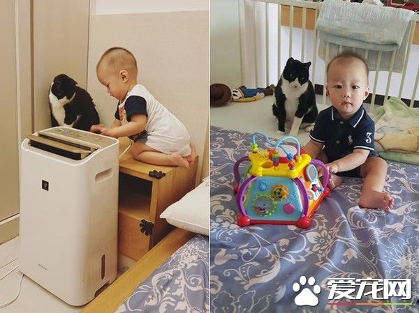 超温馨画面！萌宝跌倒引六只汪汪安慰呼呼