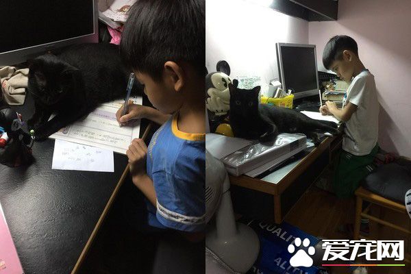 后脑勺好闻吗? 萌娃抱黑猫后脑勺狂吸