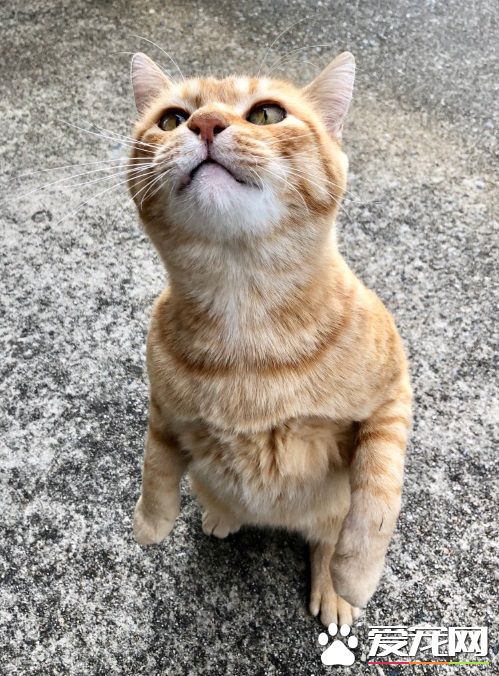 喵星人想进美术馆 和保全的攻防互动在网络上爆红