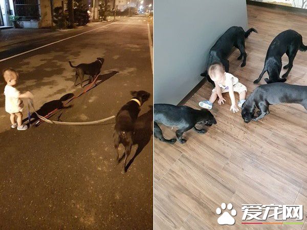 超温馨画面！萌宝跌倒引六只汪汪安慰呼呼