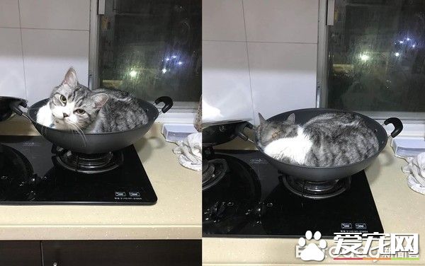 令主人哭笑不得 猫主子悠哉躺睡炒菜锅