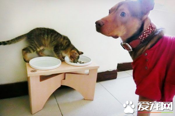 温暖！治愈犬和爱人猫的大家庭 有故事的一狗三猫
