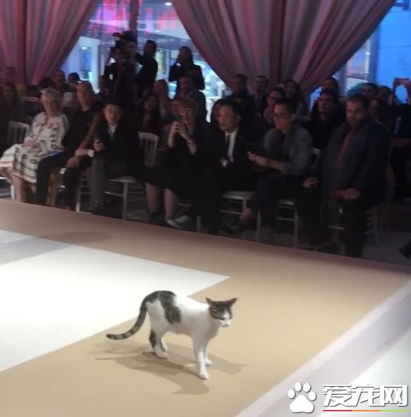 土耳其时尚秀出现未受邀猫咪嘉宾 超专业走台步