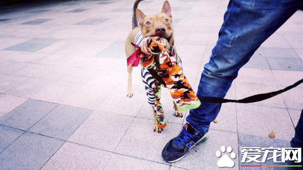 温暖！治愈犬和爱人猫的大家庭 有故事的一狗三猫