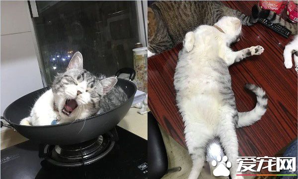 令主人哭笑不得 猫主子悠哉躺睡炒菜锅