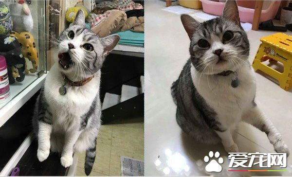 令主人哭笑不得 猫主子悠哉躺睡炒菜锅