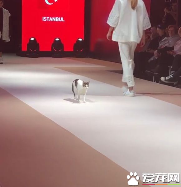 土耳其时尚秀出现未受邀猫咪嘉宾 超专业走台步