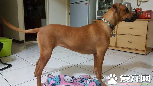 个性亲人亲狗又活泼的狗狗 长大后意外和牛撞型