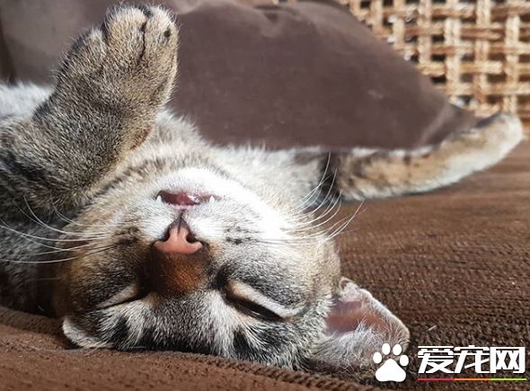 超可爱猫咪捕鼠员 被饭店正式聘用还有专属员工证