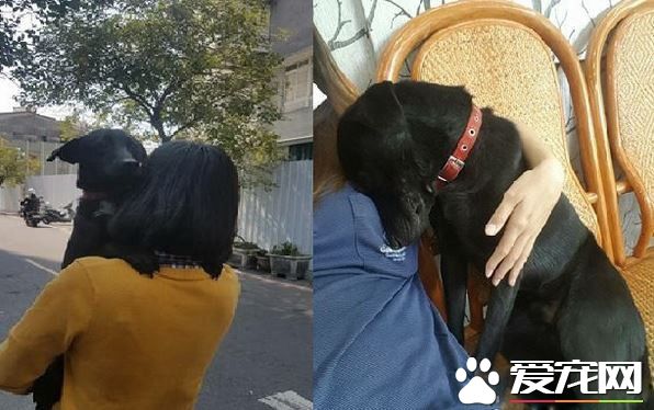 爱需要采取行动 希望大家能以领养代替购买