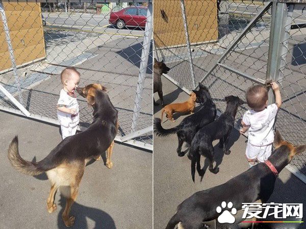 超温馨画面！萌宝跌倒引六只汪汪安慰呼呼