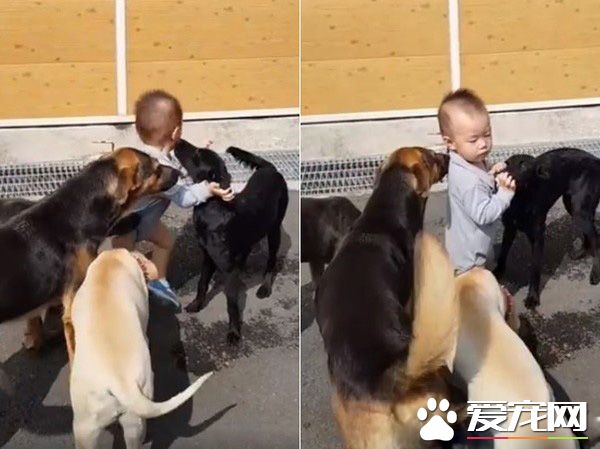 超温馨画面！萌宝跌倒引六只汪汪安慰呼呼