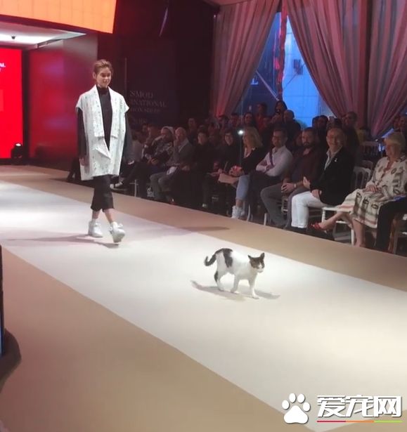 土耳其时尚秀出现未受邀猫咪嘉宾 超专业走台步